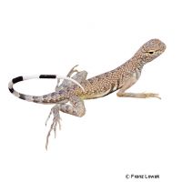 Zebraschwanzleguan (Callisaurus draconoides)