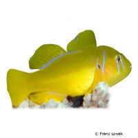 Zitronen-Korallengrundel (Gobiodon citrinus)