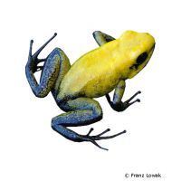 Zweifarben Blattsteiger (Phyllobates bicolor)