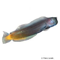 Zweifarben-Schleimfisch (Ecsenius bicolor)