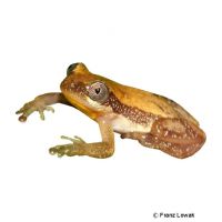 Zwerg-Bananenfrosch (Afrixalus brachycnemis)