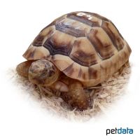 Zwerg-Breitrandschildkröte (Testudo marginata weissingeri)