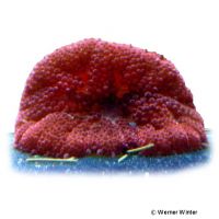 Zwerg-Teppichanemone 'Red' (Stichodactyla tapetum 'Red')