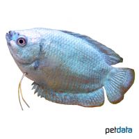 Zwergfadenfisch Blau (Trichogaster lalius 'Blue')