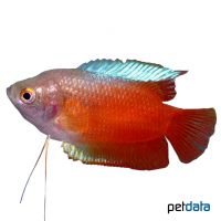 Zwergfadenfisch-Neon Red (Trichogaster lalius 'Neon Red')