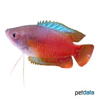 Zwergfadenfisch Rot (Trichogaster lalius 'Red')