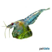 Zwerggarnele 'Blau' (Caridina cf. babaulti 'Blau')