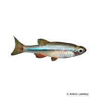 Zwergkardinalfisch (Tanichthys micagemmae)