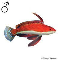 Zwerglippfisch (Cirrhilabrus rubeus)