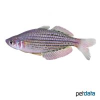 Zwergregenbogenfisch (Melanotaenia maccullochi)