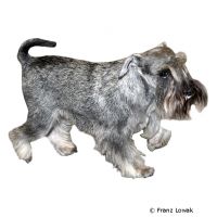 Zwergschnauzer ()